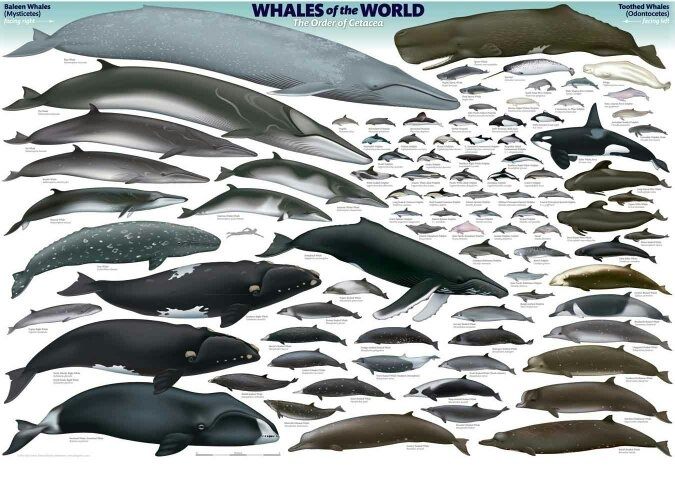 How many species of cetaceans are there in the world?