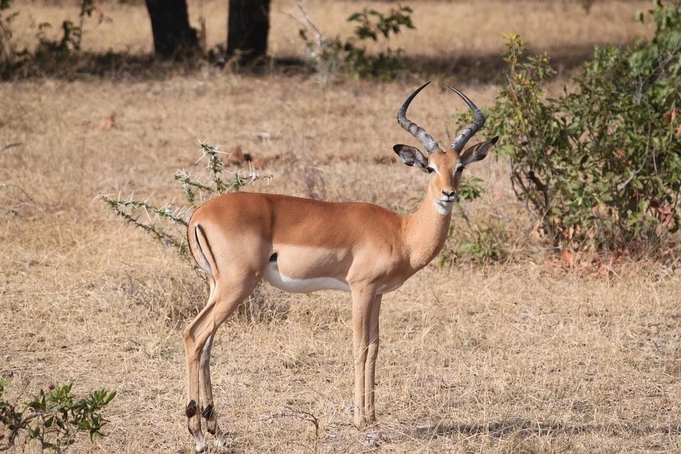 How many species of deer are there in Africa?
