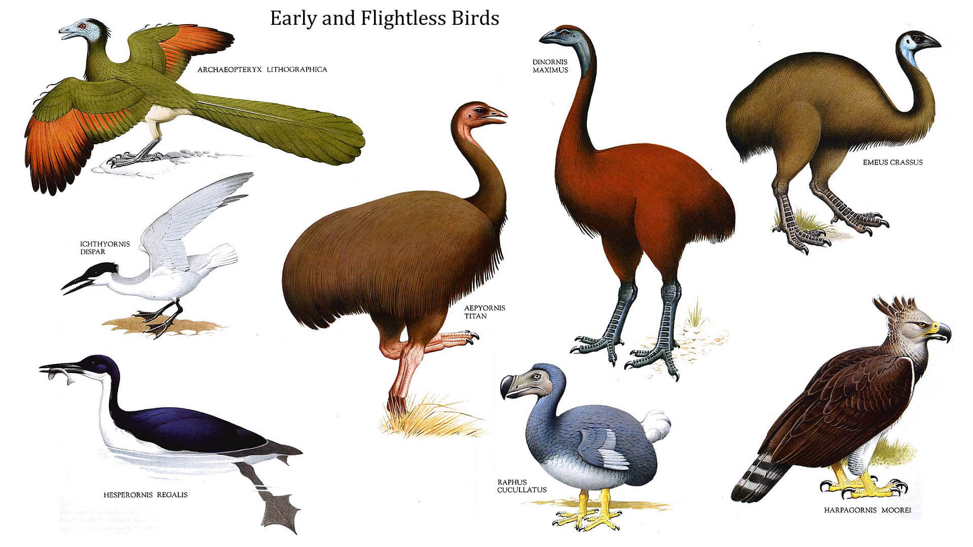 How many species of flightless birds are there?