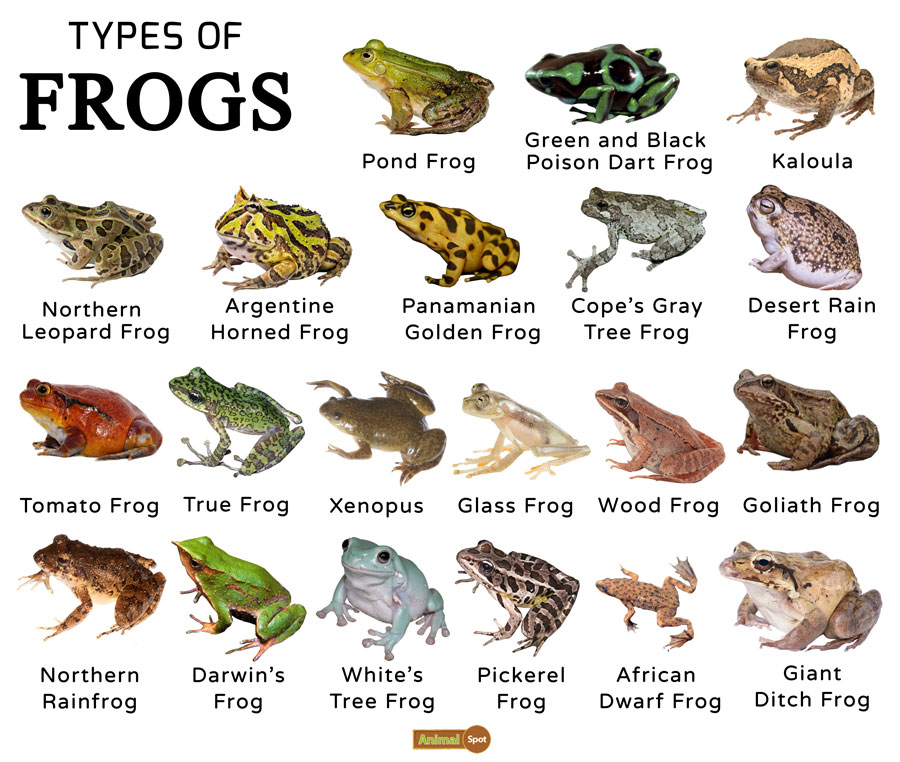 How many species of frogs are there in North America?