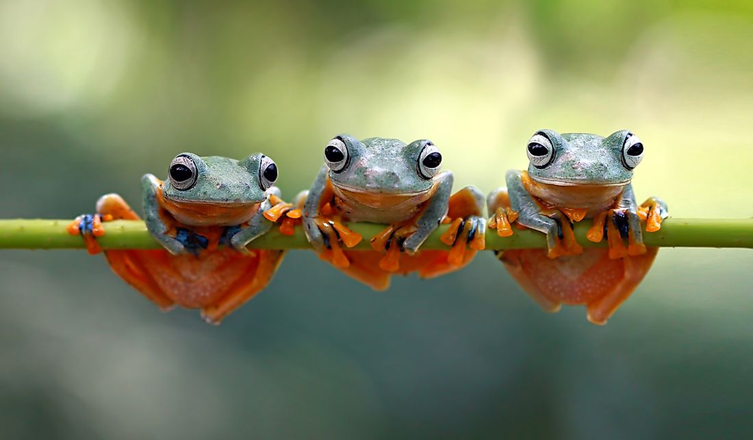 How many species of frogs exist?