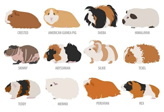 How many species of guinea pigs are there?