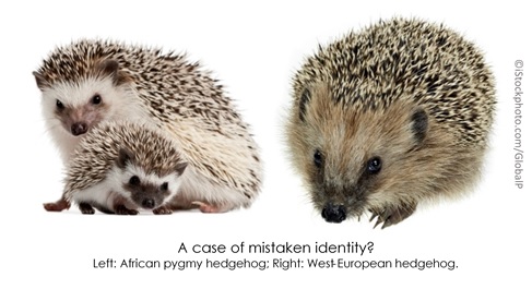 How many species of hedgehogs are there?