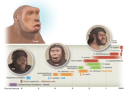 How many species of hominids existed before humans?