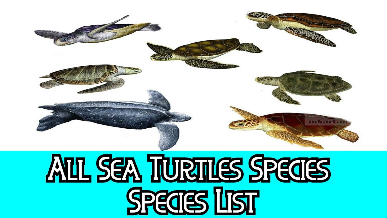 How many species of marine or sea turtles are there name them?