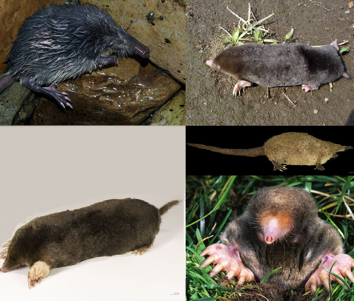 How many species of moles are there in the world?