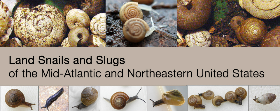 How many species of snails are there in North America?