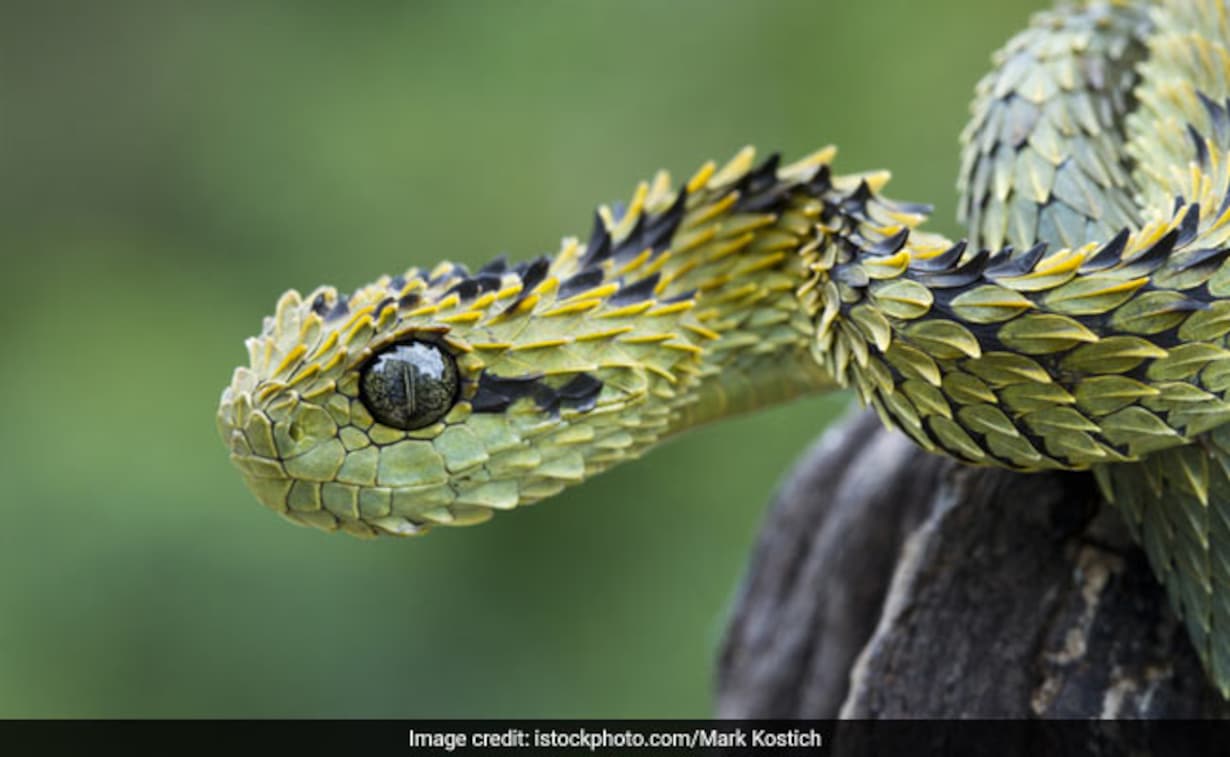 How many species of snakes are there in the world 2020?