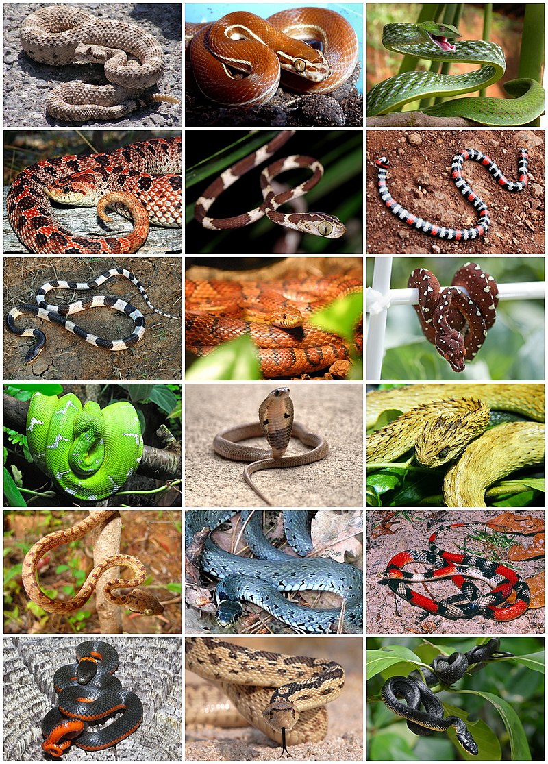 How many species of snakes are there in the world?