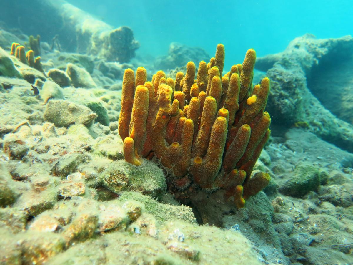 How many species of sponges are there in freshwater and marine environments?