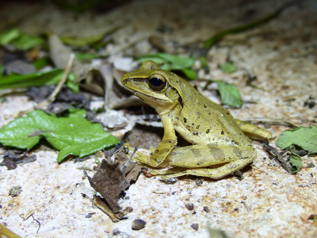 How many species of tree frogs are there in Asia?