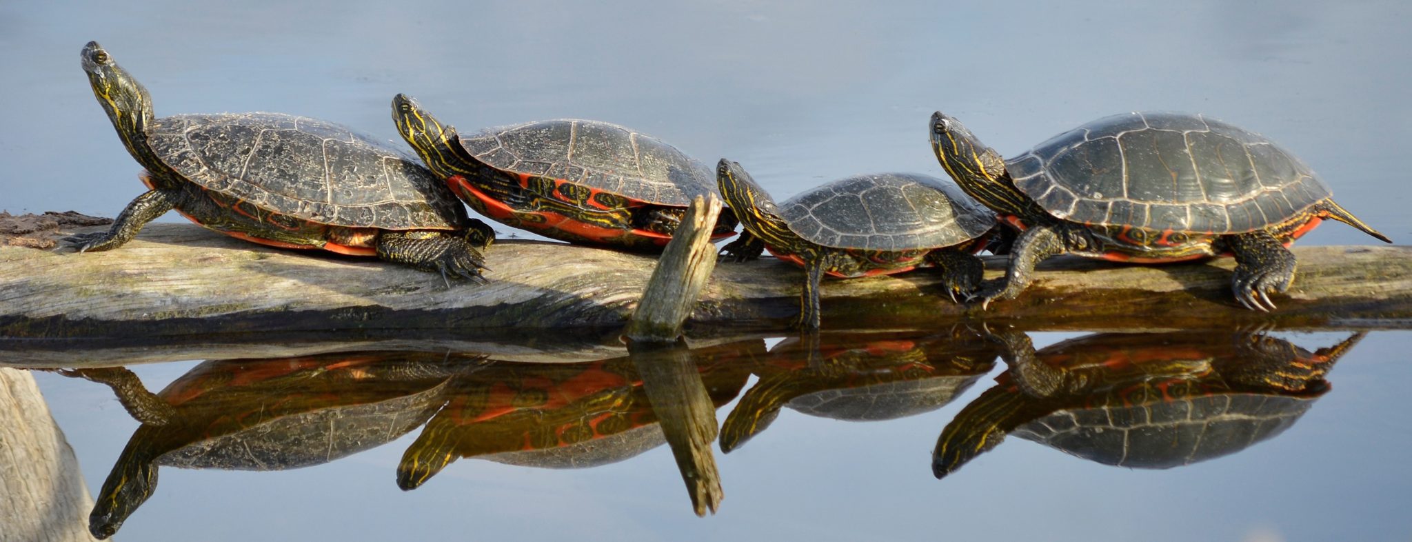 How many species of turtles are there in the USA?