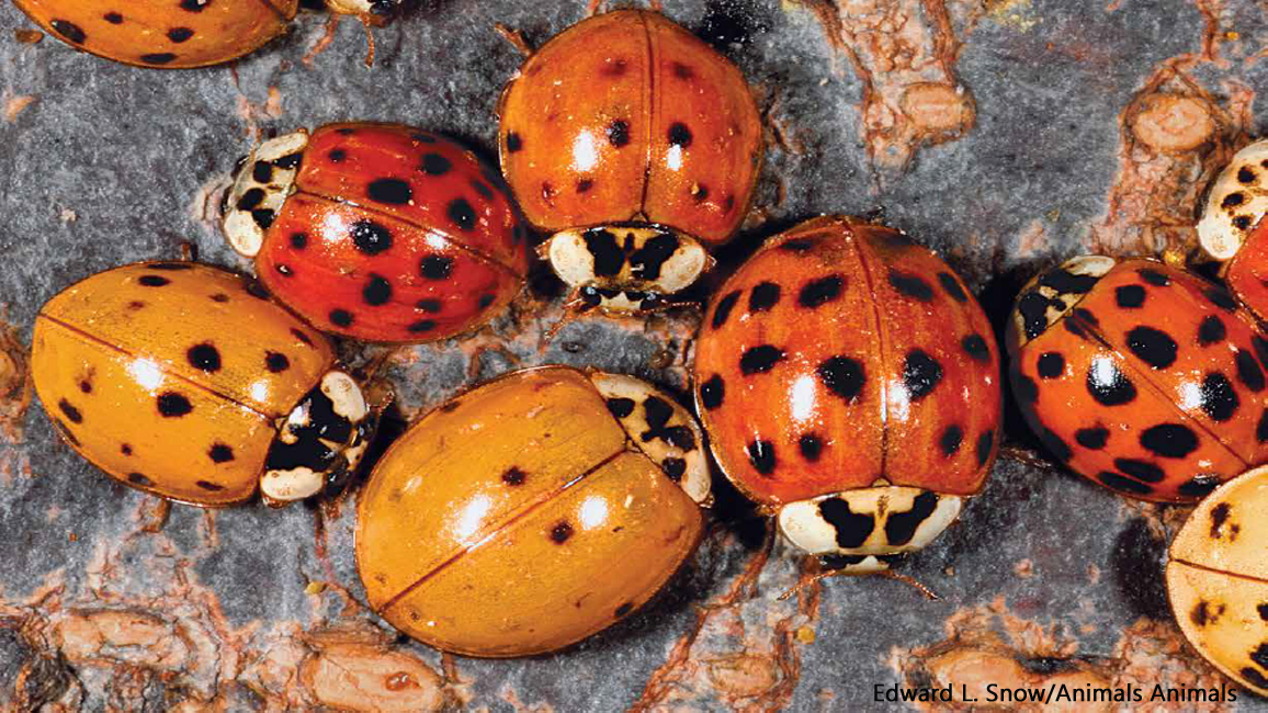 How many spots does a female ladybug have?
