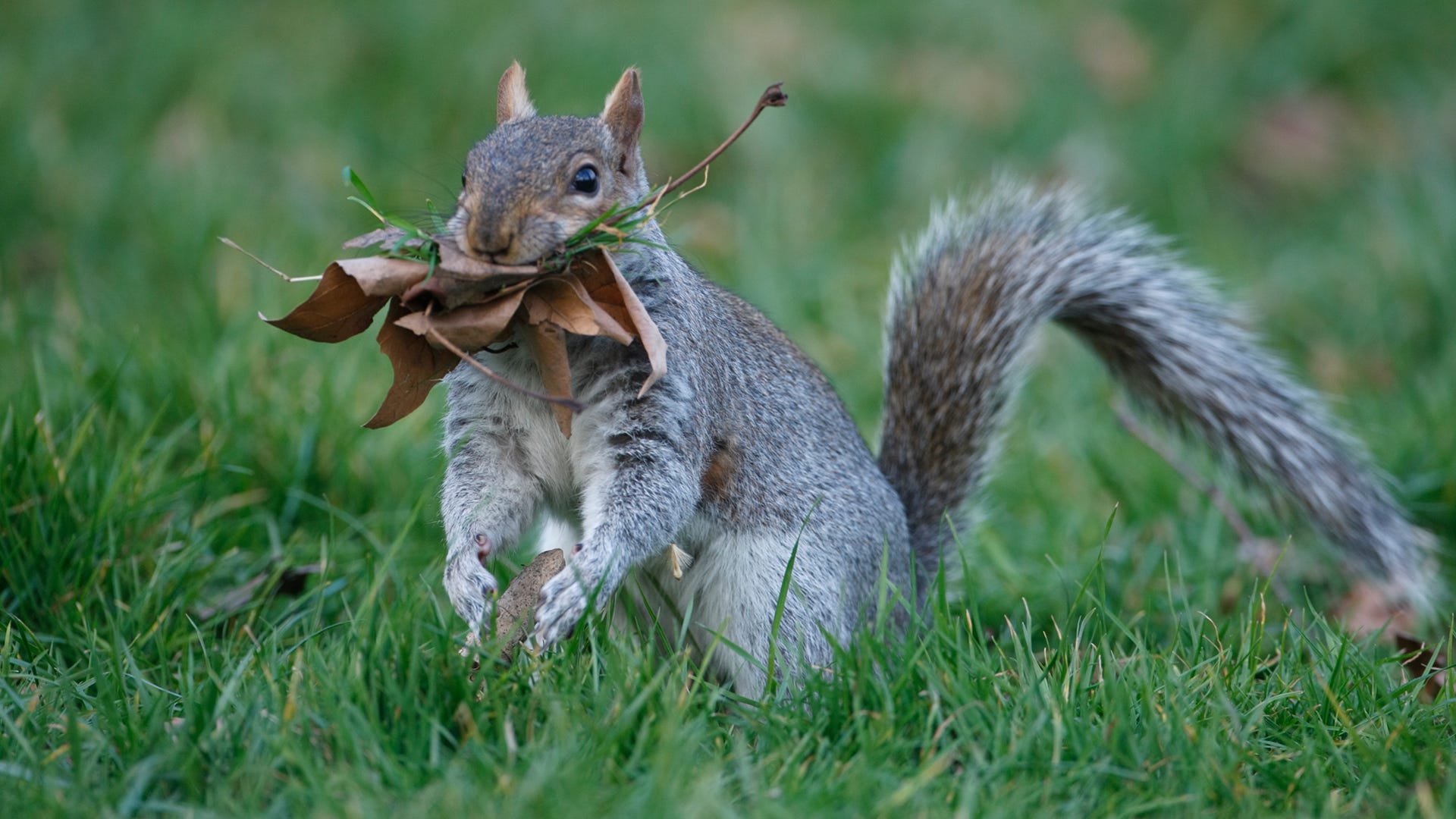 How many squirrels usually live together?