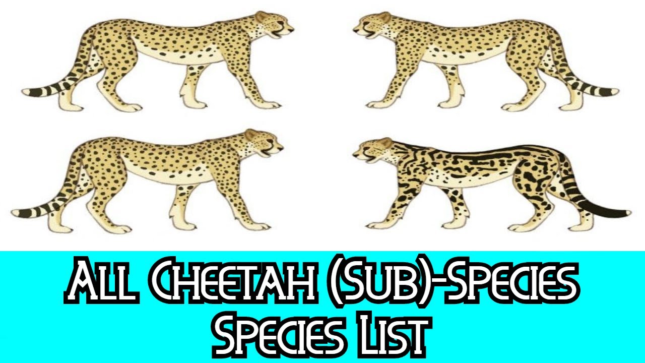 How many subspecies of cheetahs are there?
