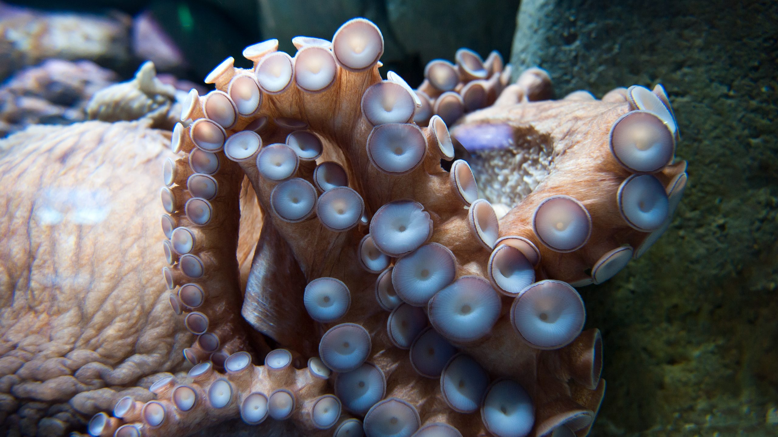 How many suction cups do octopus have?