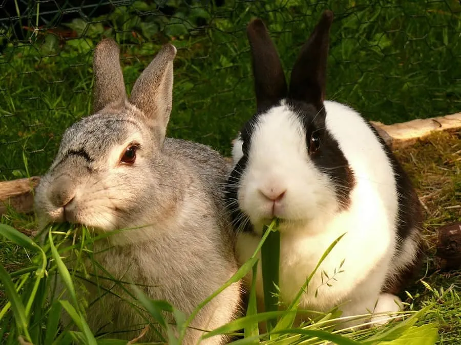 How many times a day should you feed a pet rabbit?
