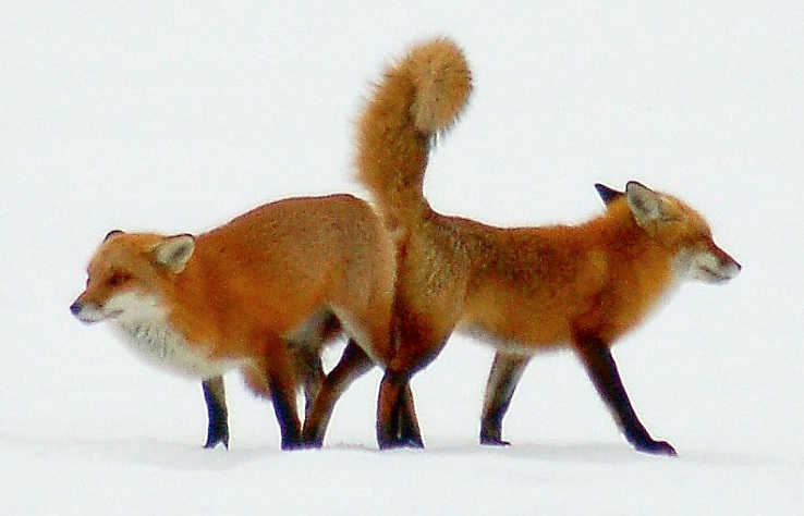 How many times a year do foxes mate?