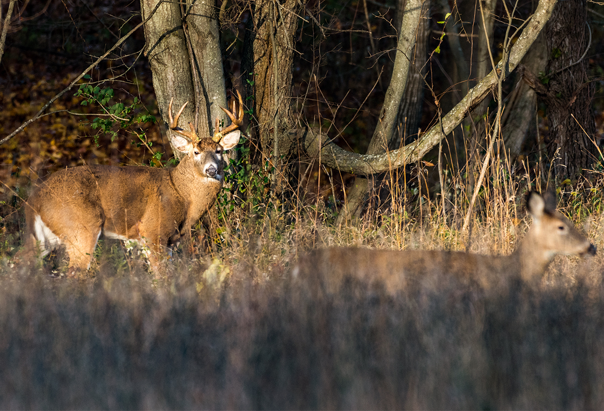How many times can a buck breed a doe?