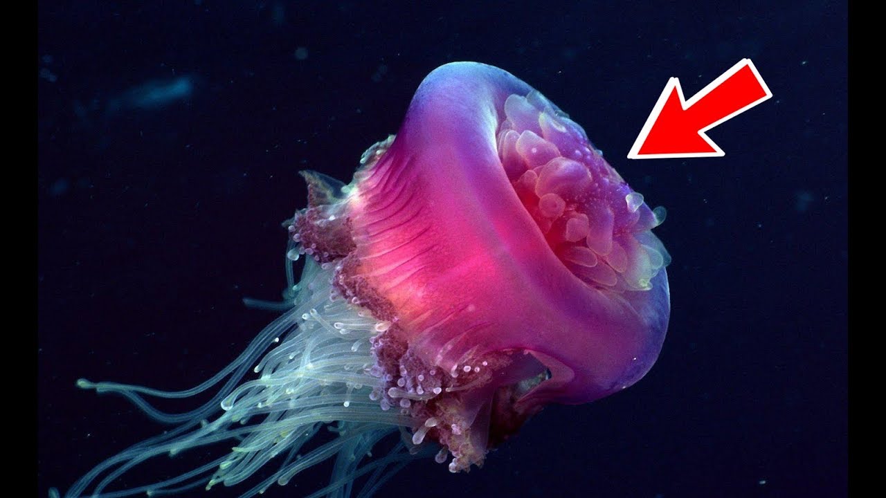 How many times can a jellyfish turn back into a baby?