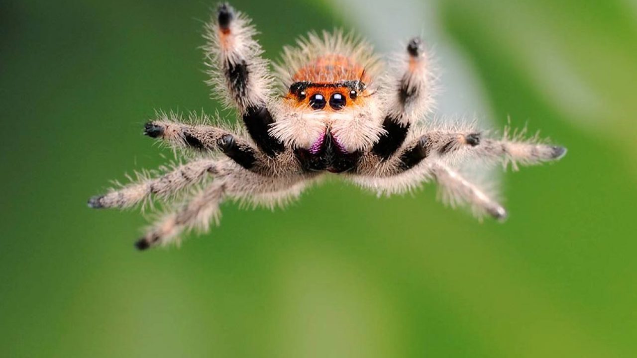 How many times can a jumping spider jump?