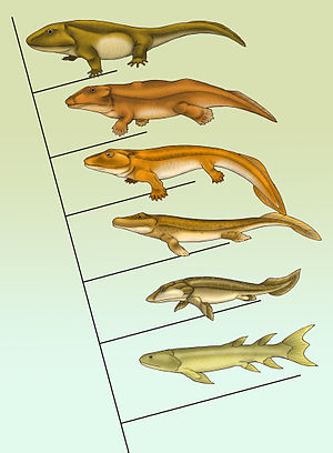 How many types of fish have we evolved from?