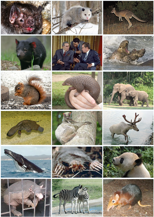 How many types of mammals are there in the world?