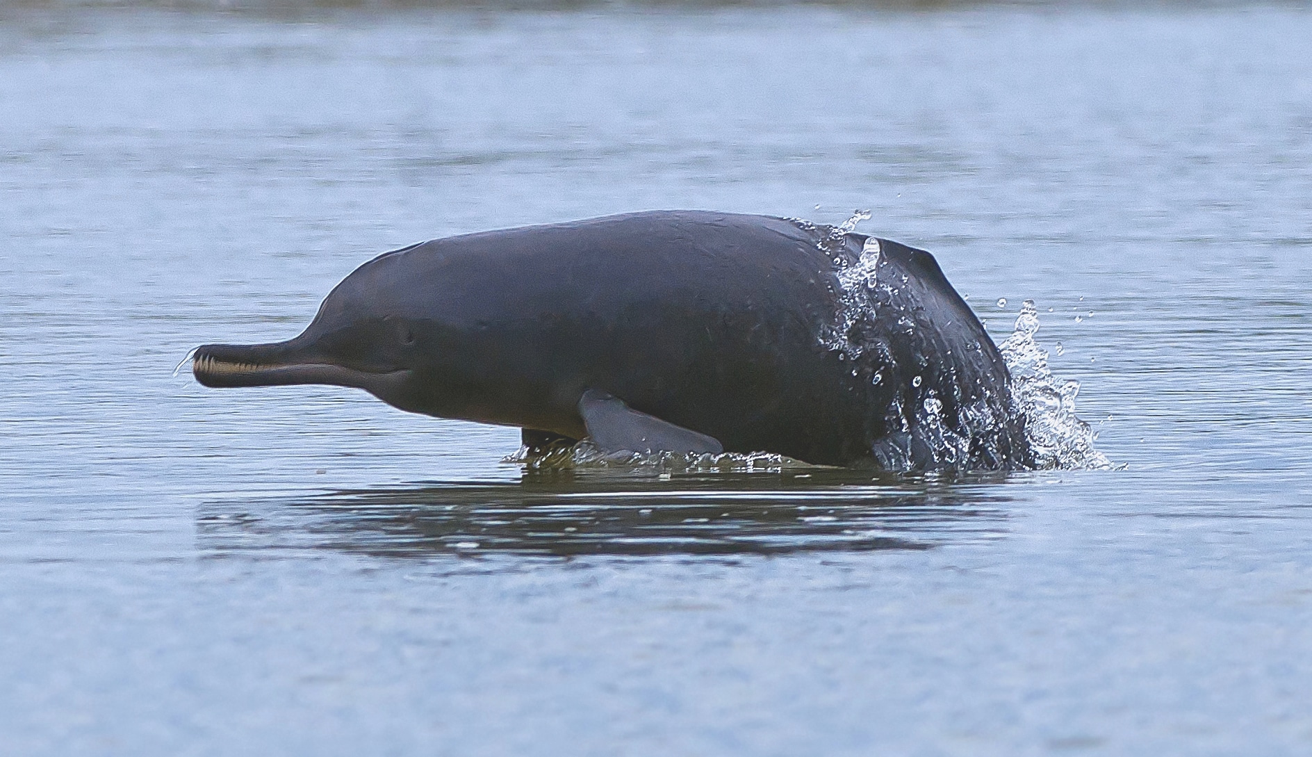 How many types of river dolphins are there in South Asia?