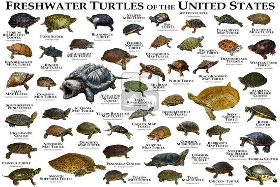 How many types of turtles are there in the US?