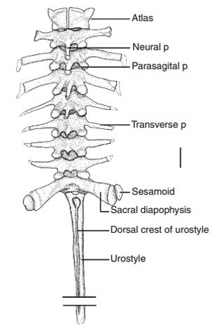 How many vertebrae do frogs have?