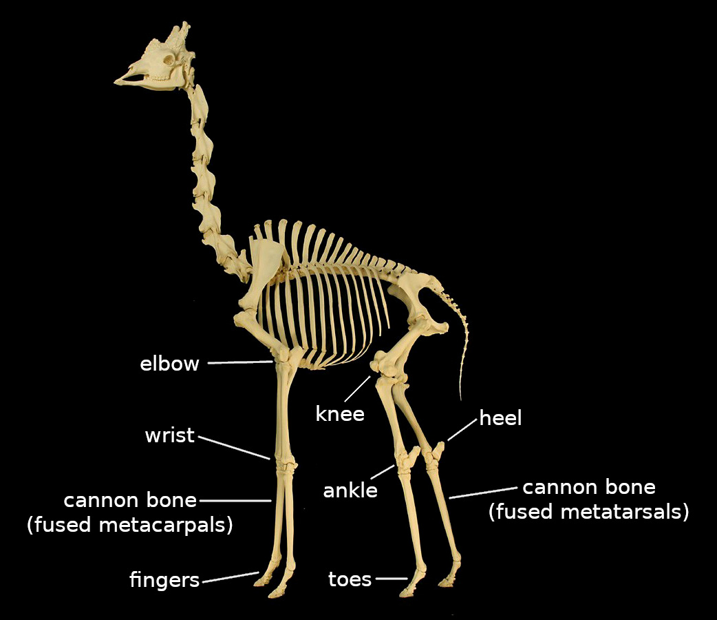 How many vertebrae does a giraffe have?
