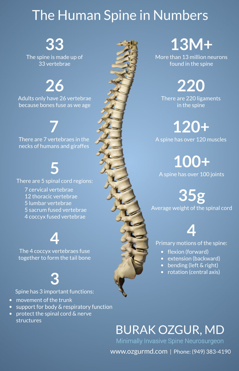 How many vertebrates are known to humans? [2022] 🐬 | Animalia-life.club