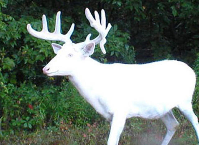 How many white deer are in the world?