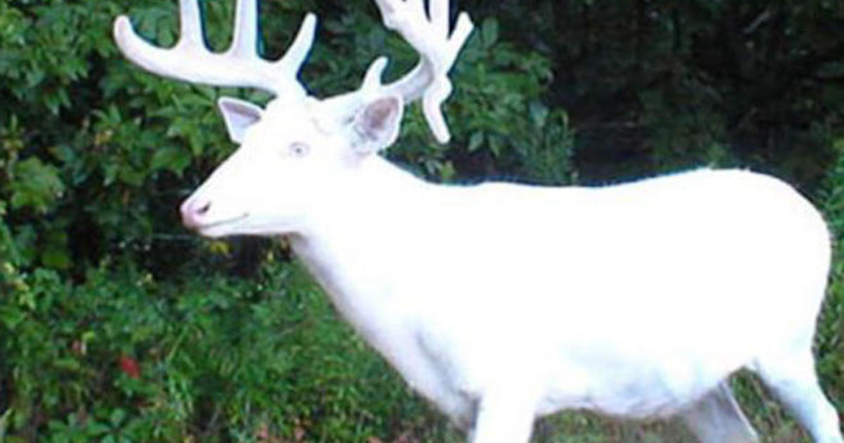 How many white deer are left in the world?