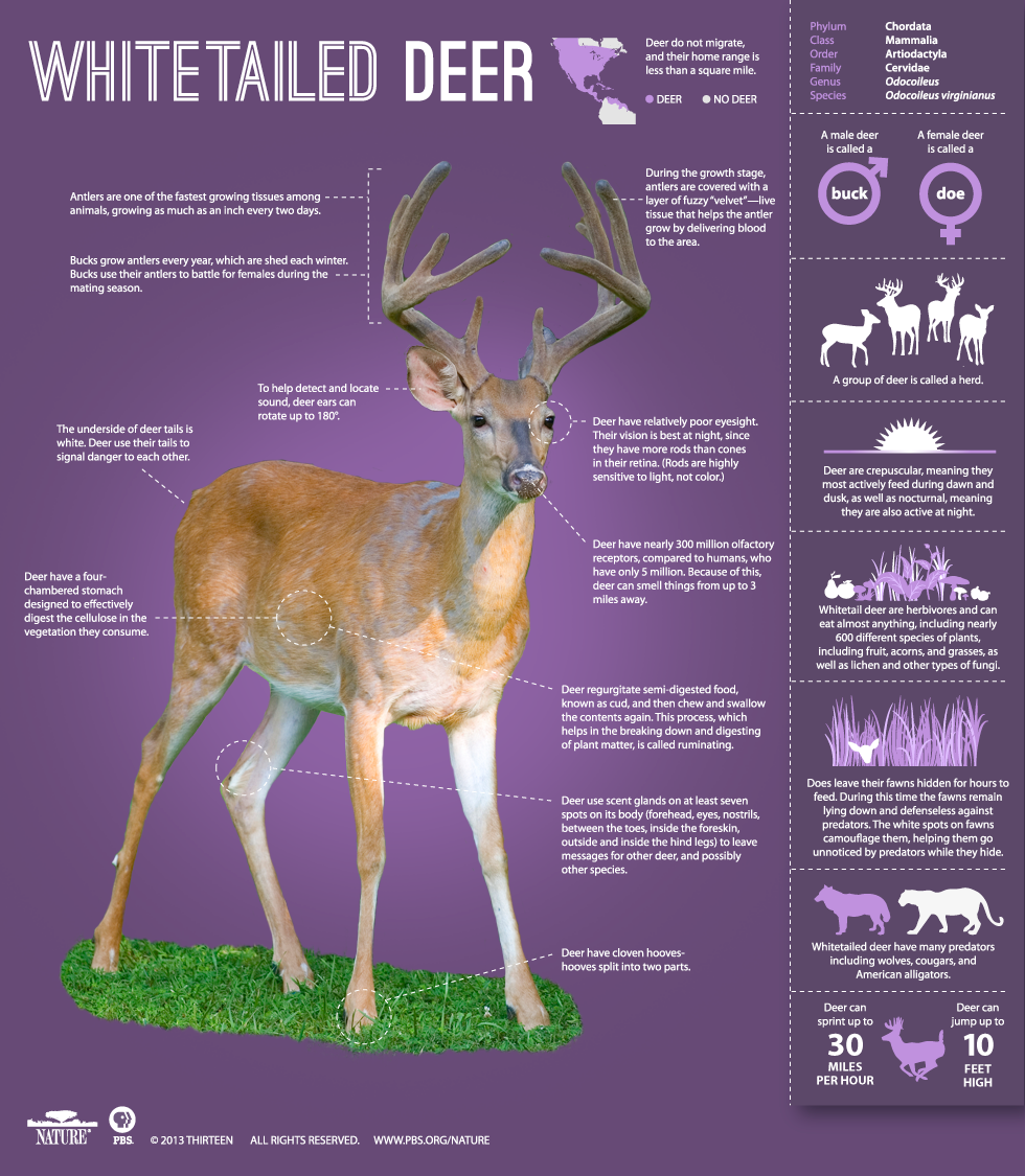 How many white-tailed deer are there in the world?