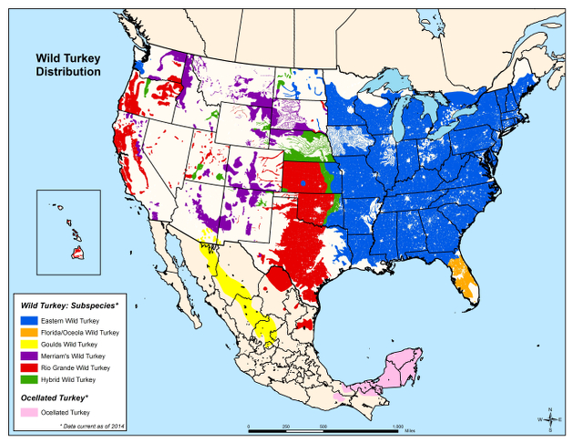 How many wild turkeys are there in the United States?