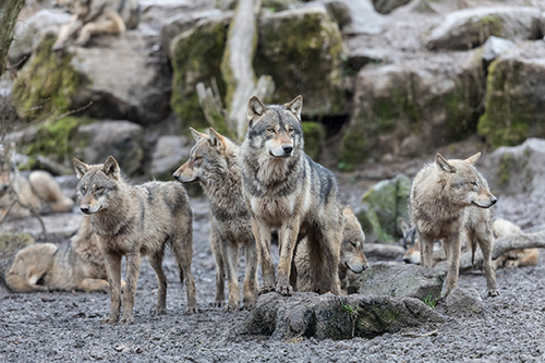 How many wolves are in a timber wolf family?