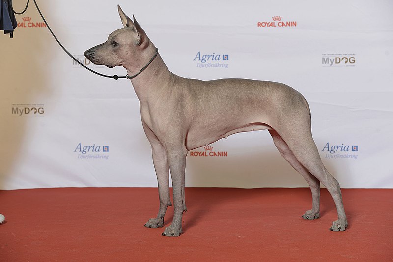 How many Xoloitzcuintli are there in the US?