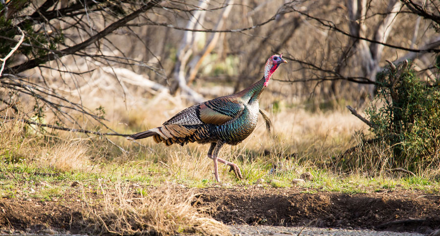 How much can turkeys see?