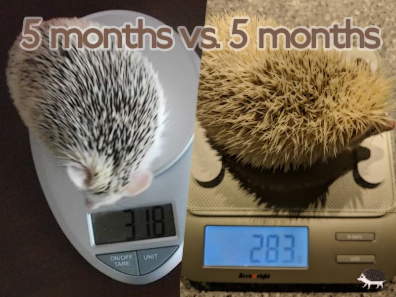 How much do baby hedgehogs weigh?