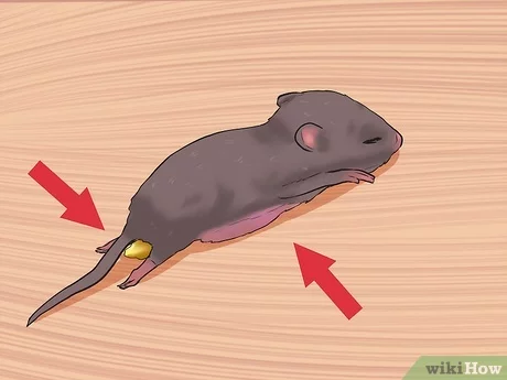 How much do baby mice eat?