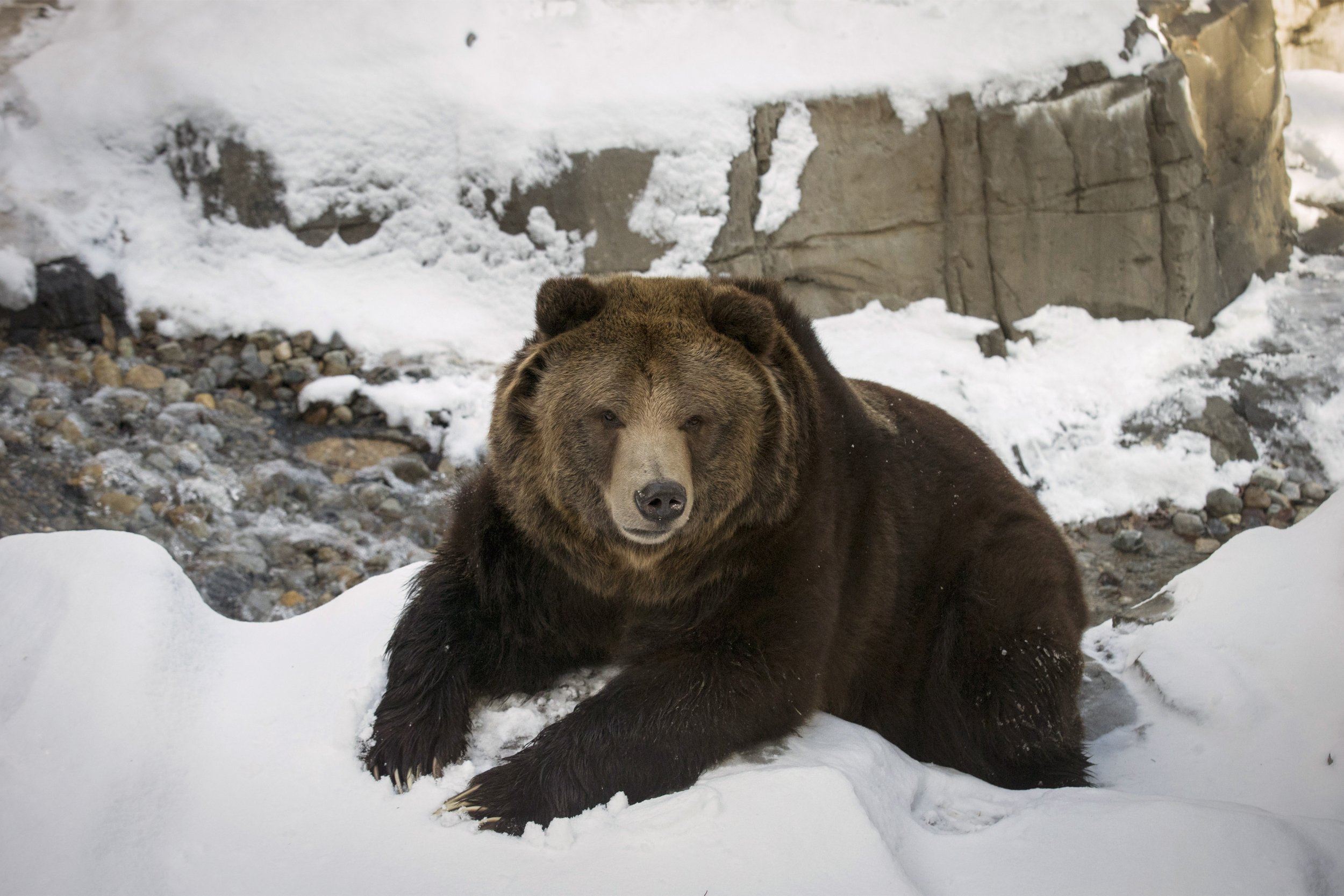 How much do grizzly bears eat in a day?