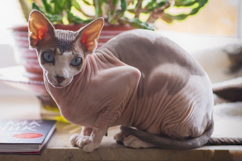 How much do hairless cats cost to buy?