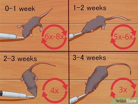 How much does a 3 week old mouse eat?