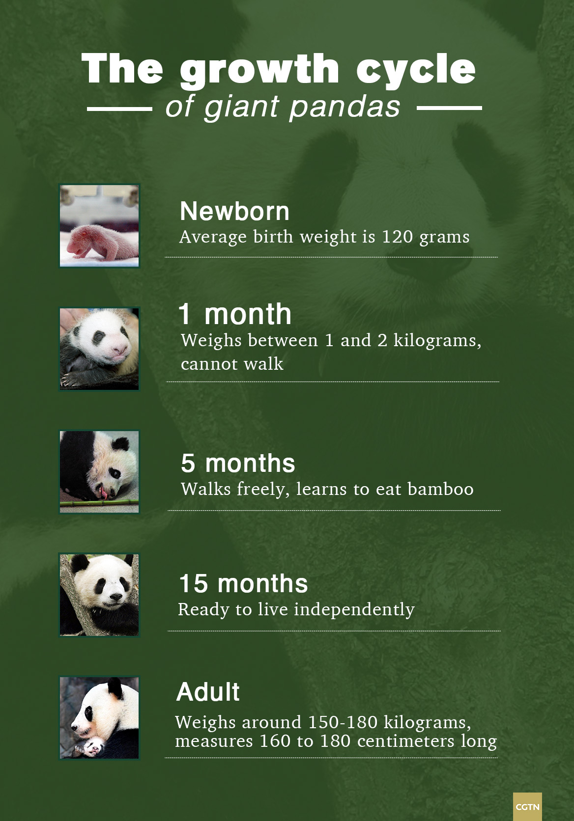 How much does a child panda weigh?