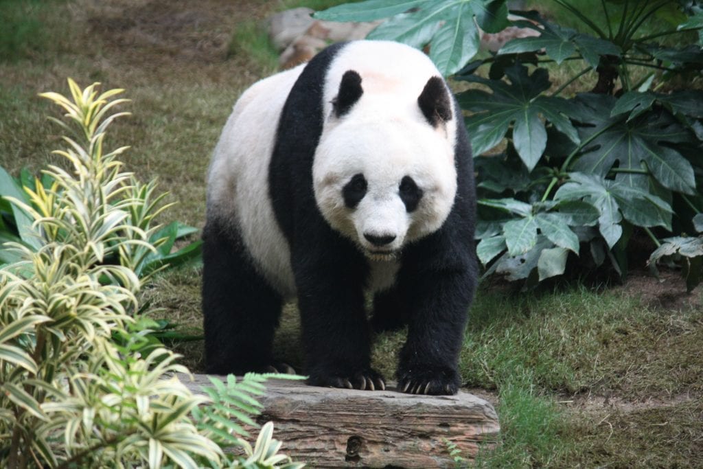 How much does a giant panda weigh?