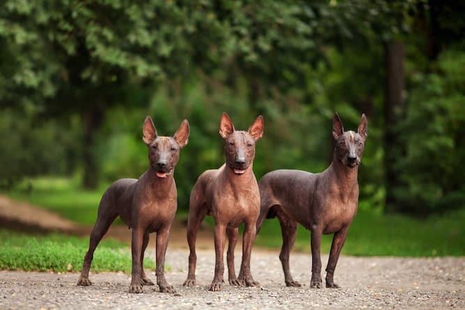 How much does a Xoloitzcuintli cost?