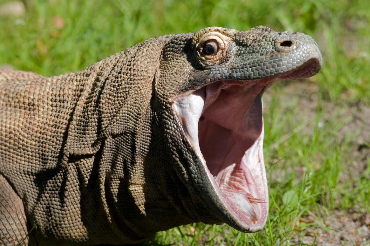 How much does it cost to buy a Komodo dragon?