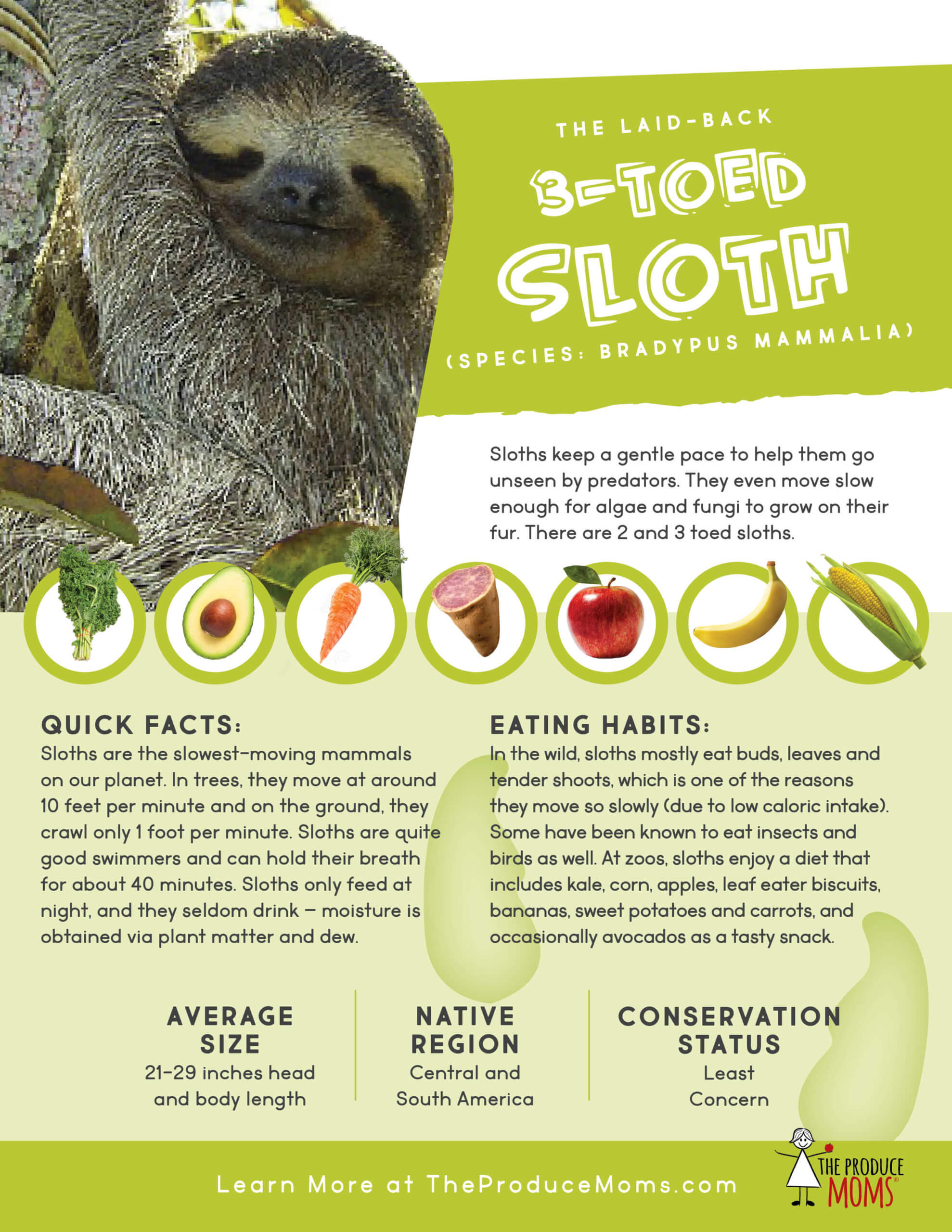 How much food does a sloth eat per day?