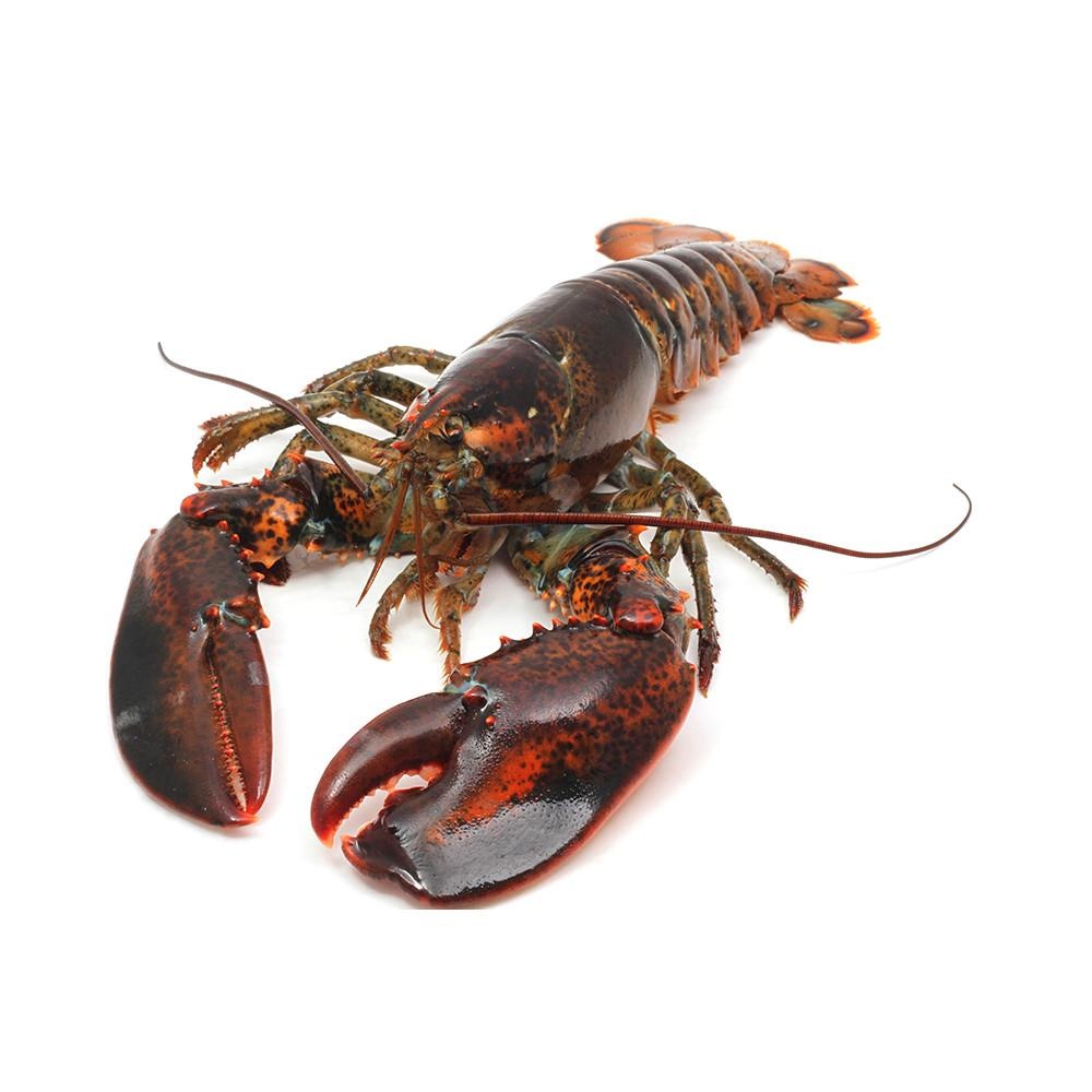 How much force does a lobster claw exert?